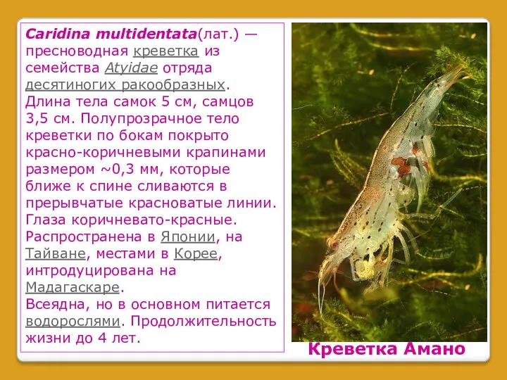 Креветка Амано Caridina multidentata(лат.) — пресноводная креветка из семейства Atyidae отряда