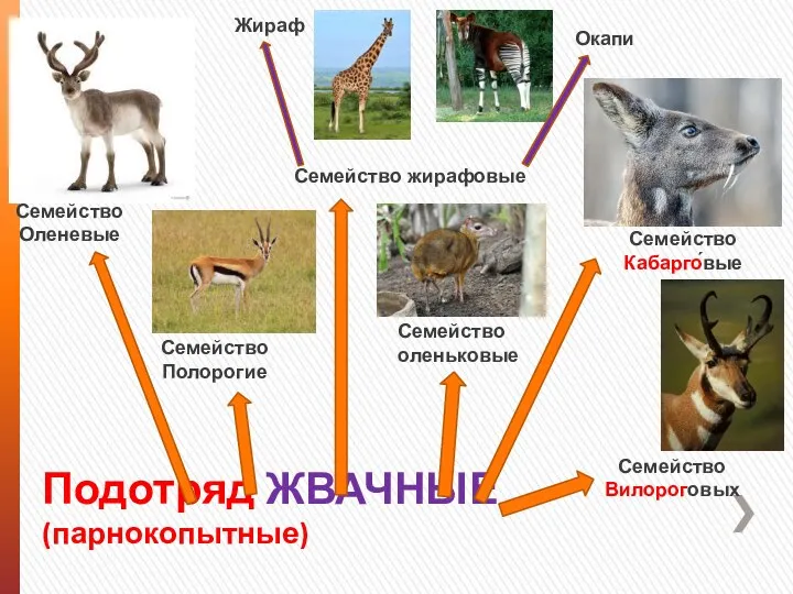 Подотряд ЖВАЧНЫЕ (парнокопытные) Семейство Оленевые Семейство Полорогие Семейство жирафовые Жираф Окапи