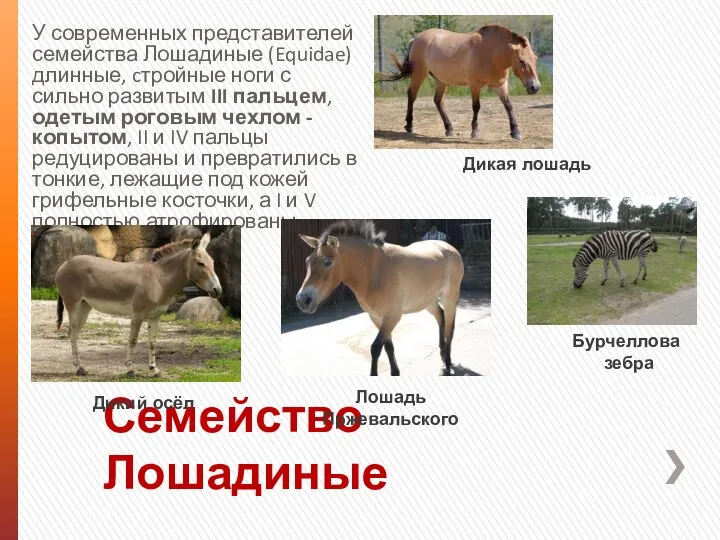 Семейство Лошадиные У современных представителей семейства Лошадиные (Equidae) длинные, cтройные ноги