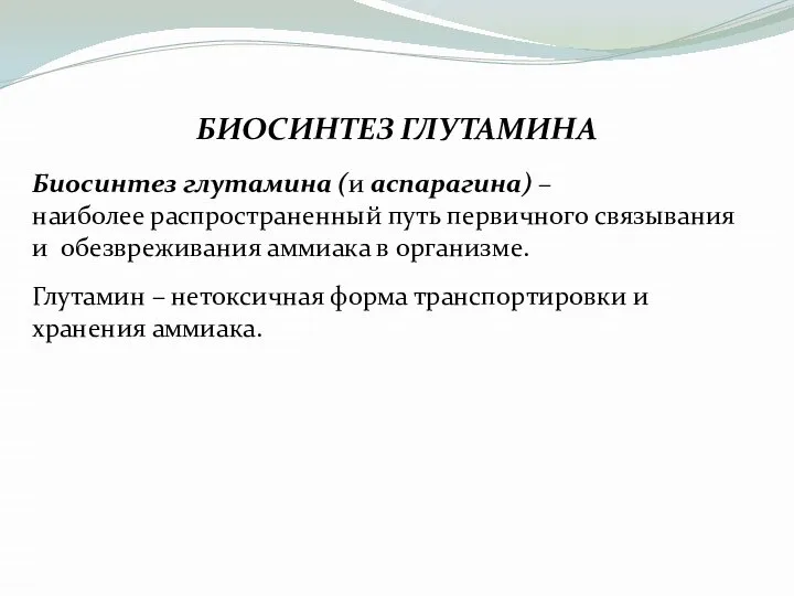 БИОСИНТЕЗ ГЛУТАМИНА Биосинтез глутамина (и аспарагина) – наиболее распространенный путь первичного