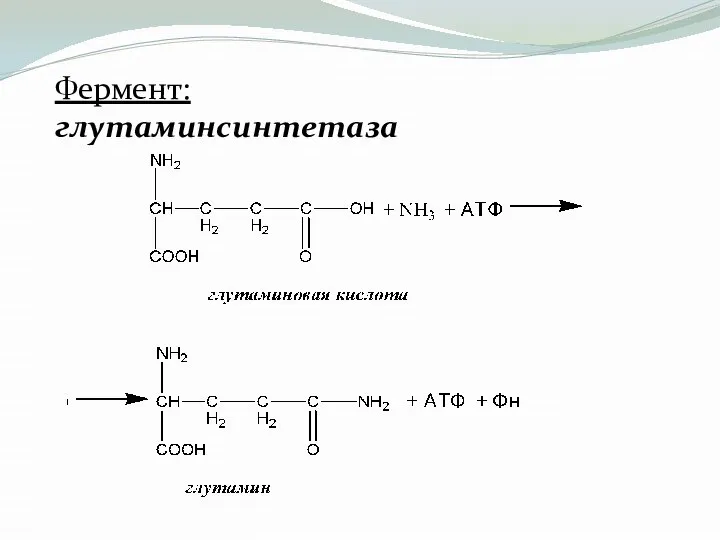 Фермент: глутаминсинтетаза