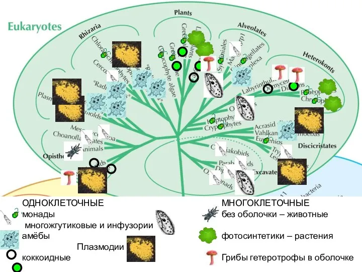 ОДНОКЛЕТОЧНЫЕ монады многожгутиковые и инфузории амёбы Плазмодии коккоидные МНОГОКЛЕТОЧНЫЕ без оболочки