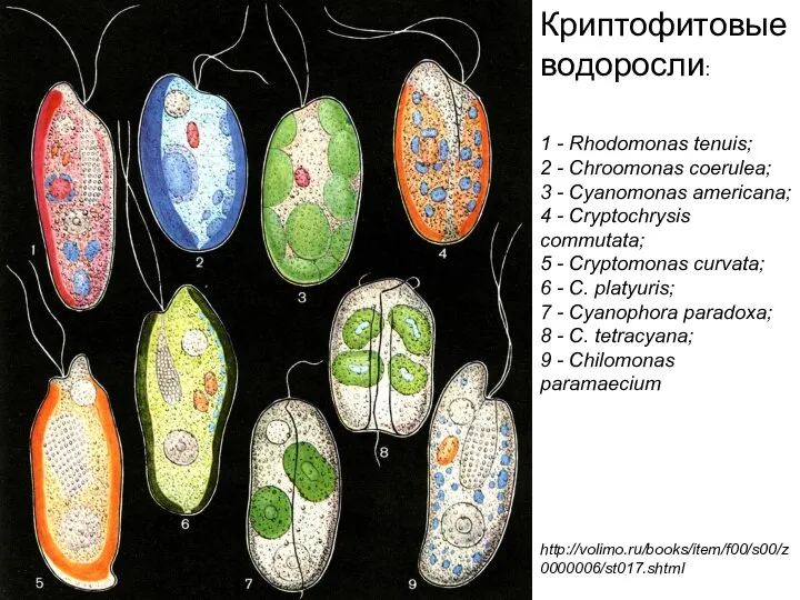 Криптофитовые водоросли: 1 - Rhodomonas tenuis; 2 - Chroomonas coerulea; 3