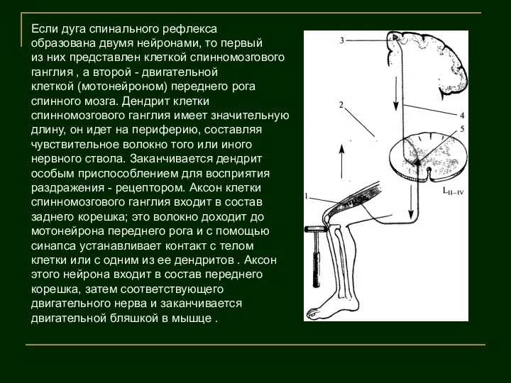 Если дуга спинального рефлекса образована двумя нейронами, то первый из них