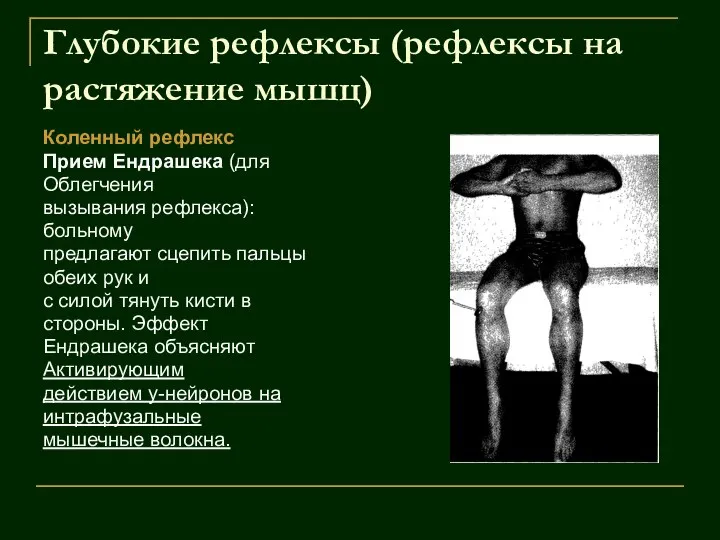 Глубокие рефлексы (рефлексы на растяжение мышц) Коленный рефлекс Прием Ендрашека (для