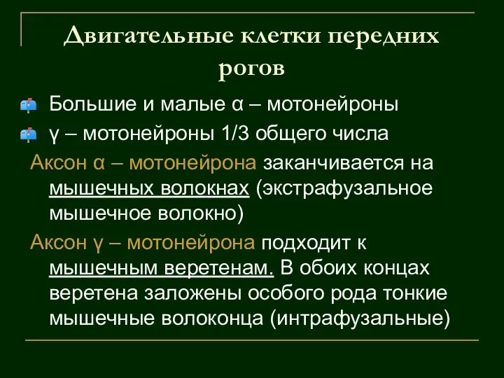 Двигательные клетки передних рогов Большие и малые α – мотонейроны γ