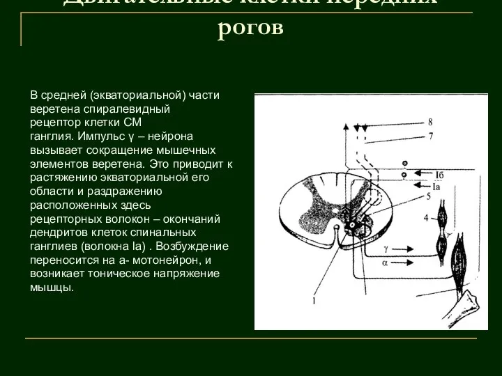 Двигательные клетки передних рогов В средней (экваториальной) части веретена спиралевидный рецептор