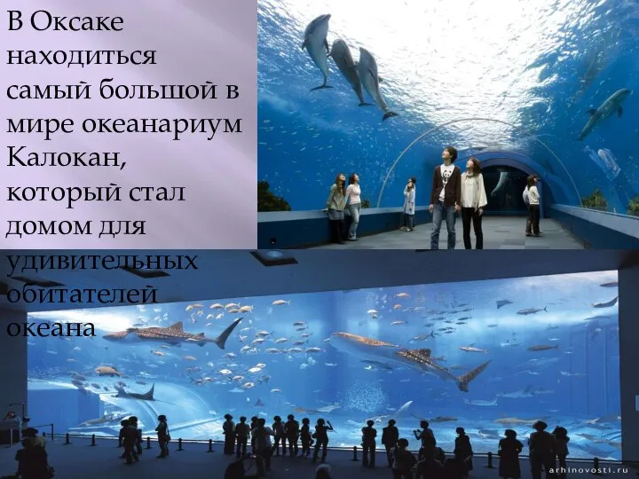 В Оксаке находиться самый большой в мире океанариум Калокан, который стал домом для удивительных обитателей океана
