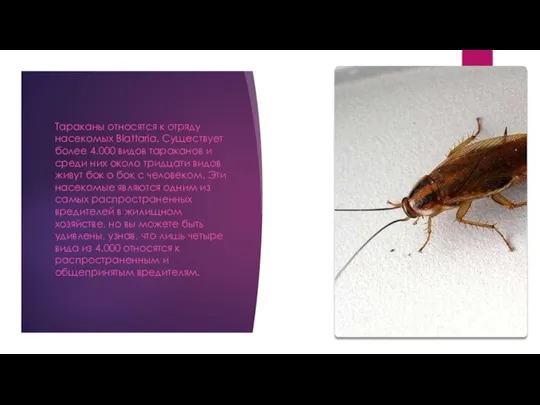Тараканы относятся к отряду насекомых Blattaria. Существует более 4.000 видов тараканов