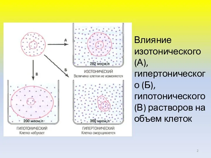 Влияние изотонического (А), гипертонического (Б), гипотонического (В) растворов на объем клеток