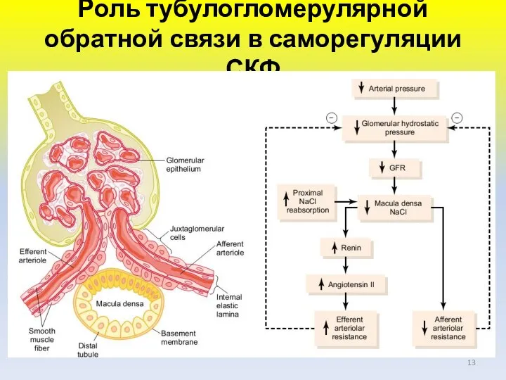 Роль тубулогломерулярной обратной связи в саморегуляции СКФ