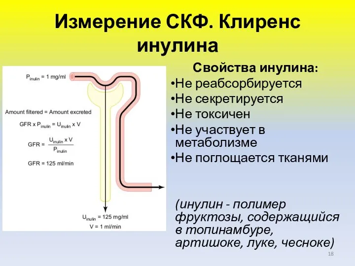 Измерение СКФ. Клиренс инулина Свойства инулина: Не реабсорбируется Не секретируется Не