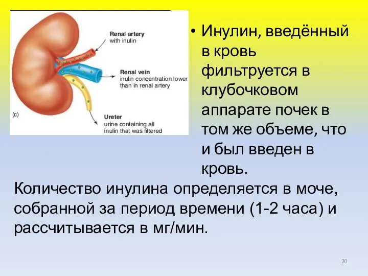 Инулин, введённый в кровь фильтруется в клубочковом аппарате почек в том