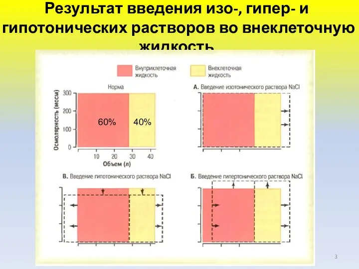 Результат введения изо-, гипер- и гипотонических растворов во внеклеточную жидкость 60% 40%