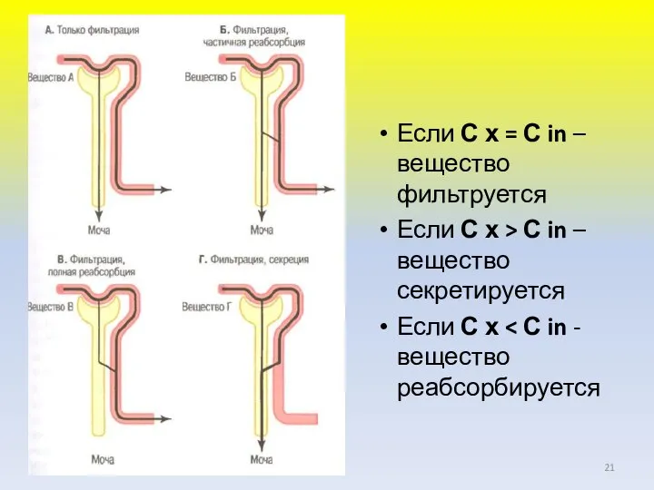 Если С х = С in – вещество фильтруется Если С