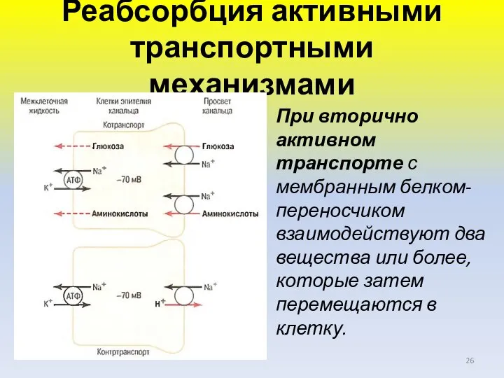 При вторично активном транспорте с мембранным белком-переносчиком взаимодействуют два вещества или