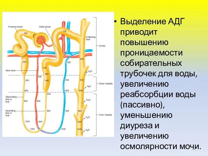 Выделение АДГ приводит повышению проницаемости собирательных трубочек для воды, увеличению реабсорбции