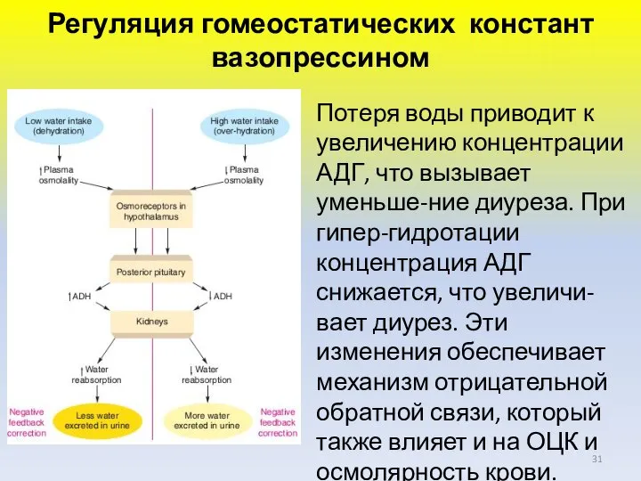 Регуляция гомеостатических констант вазопрессином Потеря воды приводит к увеличению концентрации АДГ,