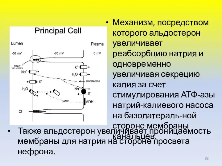 Механизм, посредством которого альдостерон увеличивает реабсорбцию натрия и одновременно увеличивая секрецию