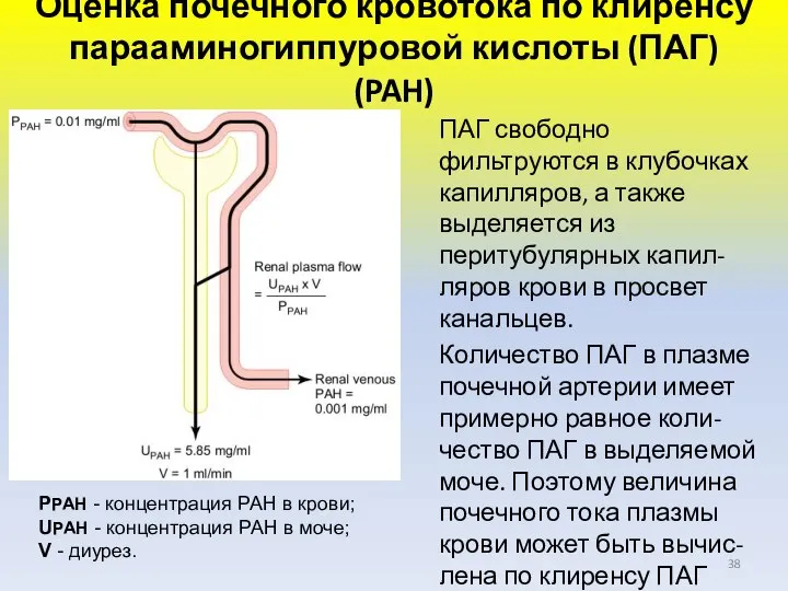 Оценка почечного кровотока по клиренсу парааминогиппуровой кислоты (ПАГ) (PAH) ПАГ свободно