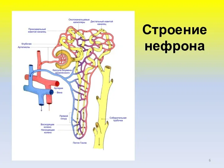 Строение нефрона