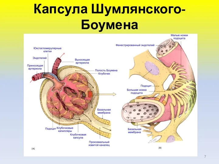 Капсула Шумлянского-Боумена