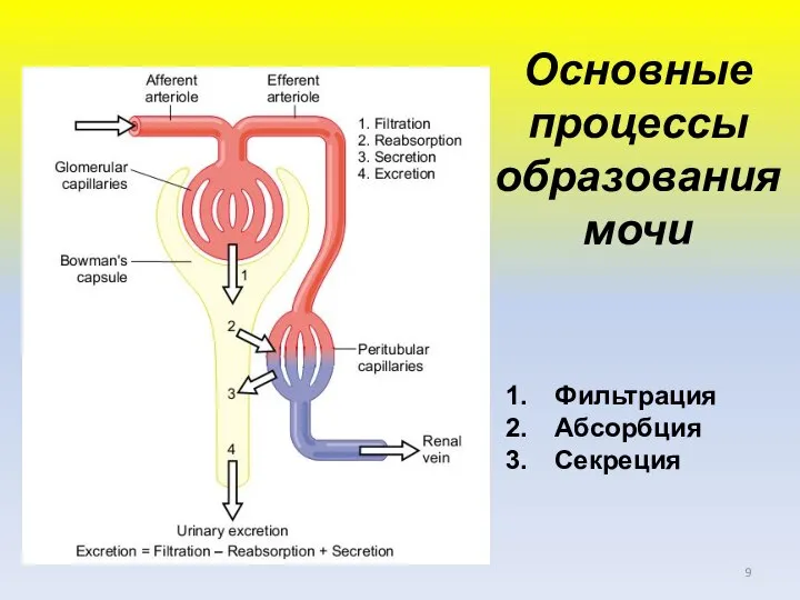 Основные процессы образования мочи Фильтрация Абсорбция Секреция