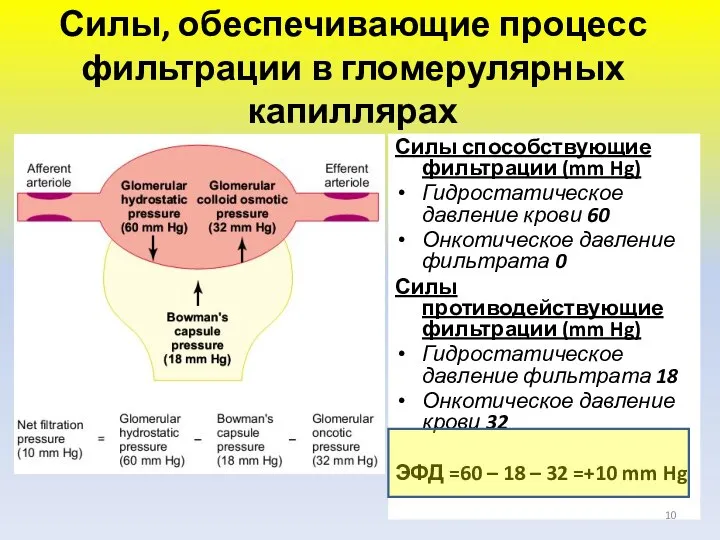 Силы, обеспечивающие процесс фильтрации в гломерулярных капиллярах Силы способствующие фильтрации (mm