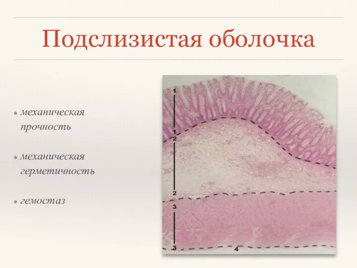 Подслизистая оболочка механическая прочность механическая герметичность гемостаз