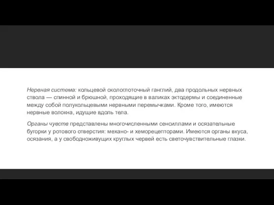 Нервная система: кольцевой окологлоточный ганглий, два продольных нервных ствола — спинной