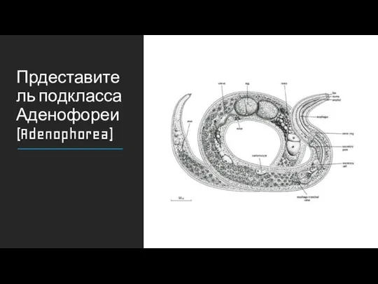 Прдеставитель подкласса Аденофореи (Adenophorea)