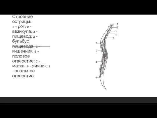 Строение острицы: 1 - рот; 2 - везикула; 3 - пищевод;