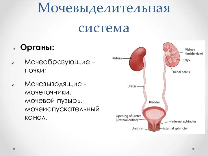 Мочевыделительная система Органы: Мочеобразующие – почки; Мочевыводящие - мочеточники, мочевой пузырь, мочеиспускательный канал.