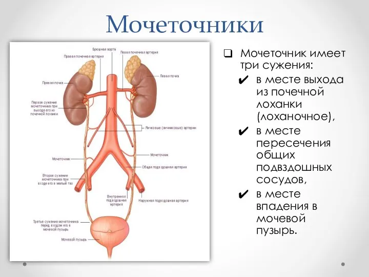 Мочеточники Мочеточник имеет три сужения: в месте выхода из почечной лоханки