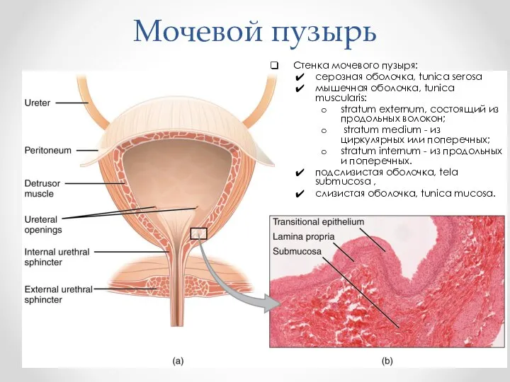 Мочевой пузырь Стенка мочевого пузыря: серозная оболочка, tunica serosa мышечная оболочка,