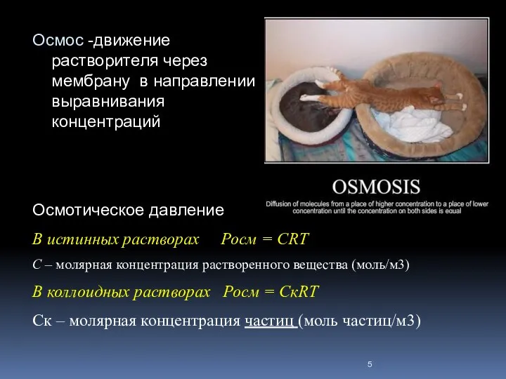 Осмос -движение растворителя через мембрану в направлении выравнивания концентраций Осмотическое давление