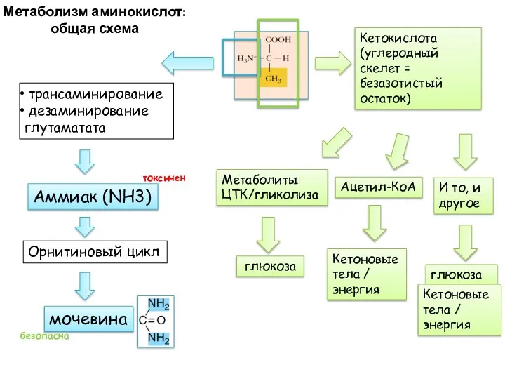 Метаболизм аминокислот: общая схема мочевина Орнитиновый цикл Аммиак (NH3) трансаминирование дезаминирование