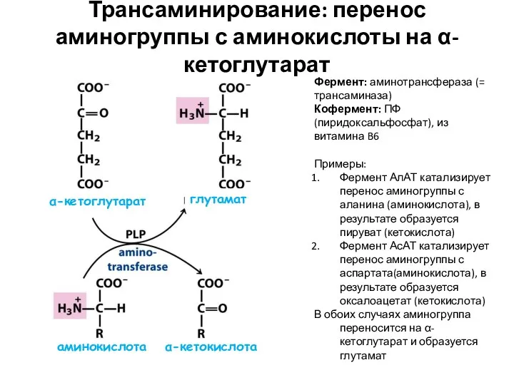 α-кетокислота Трансаминирование: перенос аминогруппы с аминокислоты на α-кетоглутарат аминокислота α-кетоглутарат глутамат