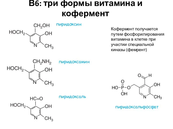 В6: три формы витамина и кофермент пиридоксин пиридоксаль пиридоксамин пиридоксальфосфат Кофермент
