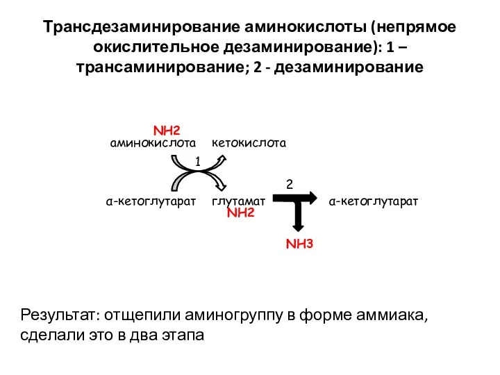 Трансдезаминирование аминокислоты (непрямое окислительное дезаминирование): 1 – трансаминирование; 2 - дезаминирование