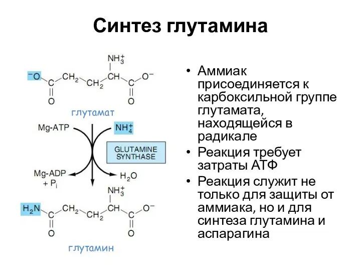 Синтез глутамина Аммиак присоединяется к карбоксильной группе глутамата, находящейся в радикале