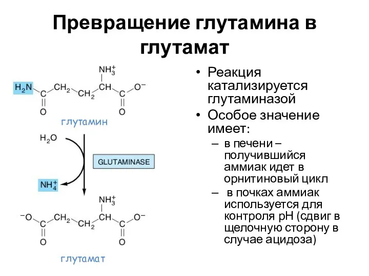 Превращение глутамина в глутамат Реакция катализируется глутаминазой Особое значение имеет: в
