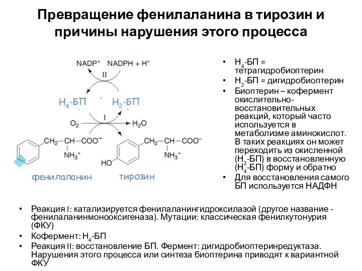 Превращение фенилаланина в тирозин и причины нарушения этого процесса Н4-БП =