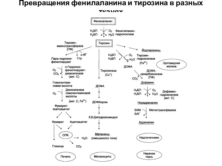 Превращения фенилаланина и тирозина в разных тканях