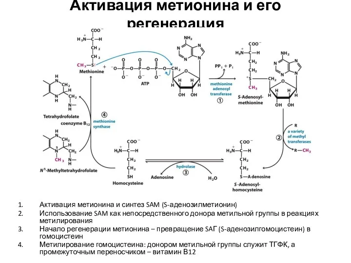 Активация метионина и его регенерация Активация метионина и синтез SAM (S-аденозилметионин)
