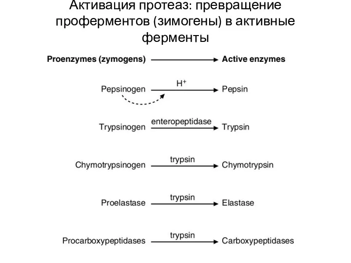 Активация протеаз: превращение проферментов (зимогены) в активные ферменты
