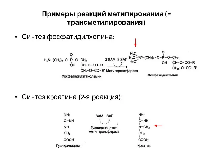 Синтез фосфатидилхолина: Синтез креатина (2-я реакция): Примеры реакций метилирования (= трансметилирования)
