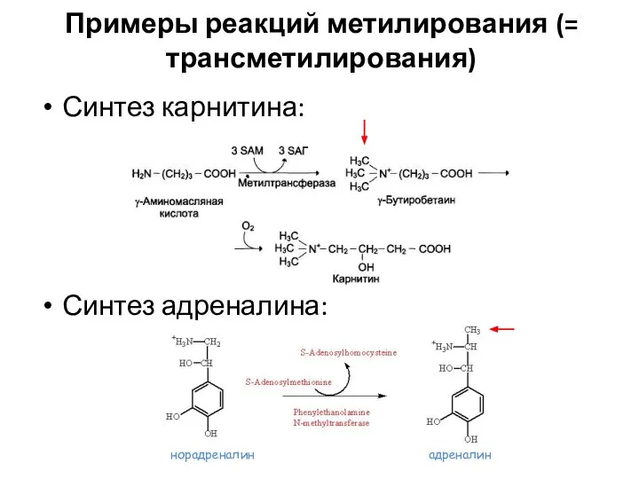 Примеры реакций метилирования (= трансметилирования) Синтез карнитина: Синтез адреналина: норадреналин адреналин