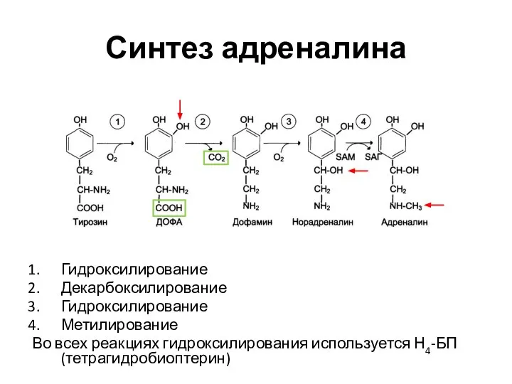 Синтез адреналина Гидроксилирование Декарбоксилирование Гидроксилирование Метилирование Во всех реакциях гидроксилирования используется Н4-БП (тетрагидробиоптерин)