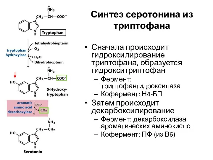 Синтез серотонина из триптофана Сначала происходит гидроксилирование триптофана, образуется гидрокситриптофан Фермент: